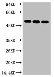 FH Antibody