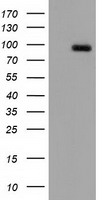 FHL1 Antibody