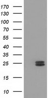 FHL1 Antibody