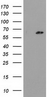 FHL1 Antibody
