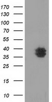 FHL1 Antibody