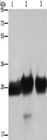 FHL1 Antibody