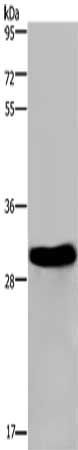 FHL2 Antibody