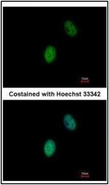 four and a half LIM domains 5 Antibody