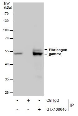 fibrinogen gamma chain Antibody