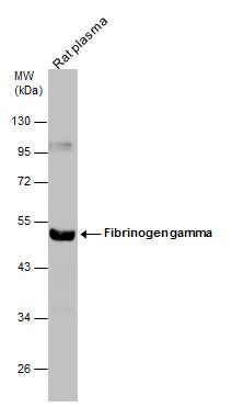 fibrinogen gamma chain Antibody