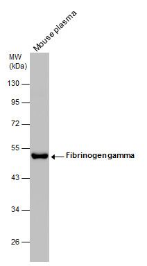 Fibrinogen gamma antibody