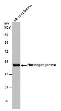 fibrinogen gamma chain Antibody