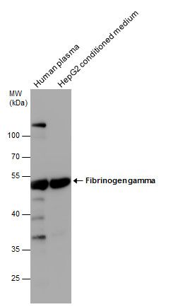 fibrinogen gamma chain Antibody