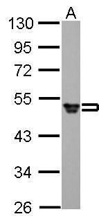 fibrinogen gamma chain Antibody