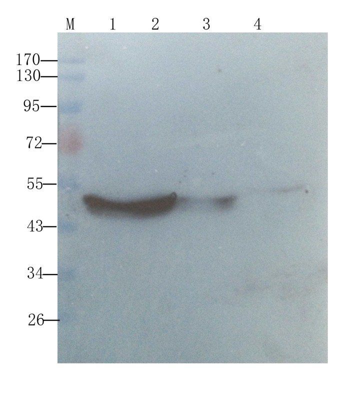 Fibrinopeptide B antibody