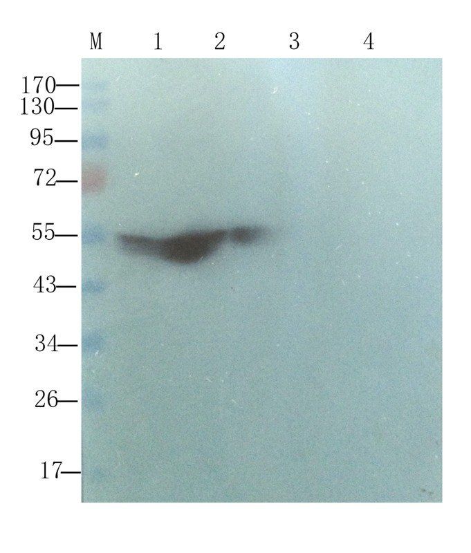 Fibrinopeptide B antibody