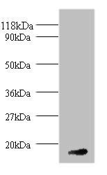 Fibroblast growth factor 1 antibody