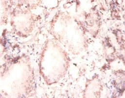 FGF2 Antibody
