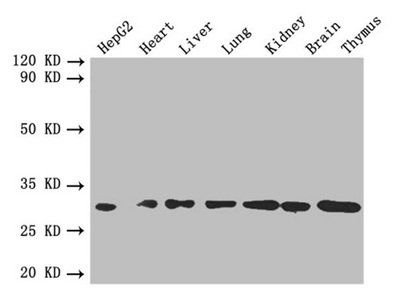 Fibroblast growth factor 2 antibody