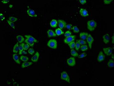 FICD Antibody