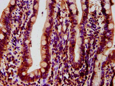 FICD Antibody