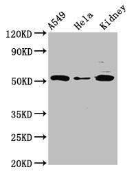 FICD antibody