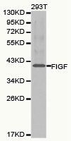 FIGF Antibody