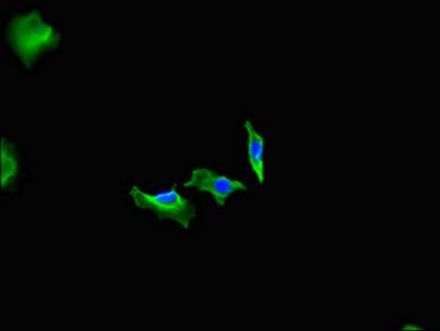 FIGN Antibody