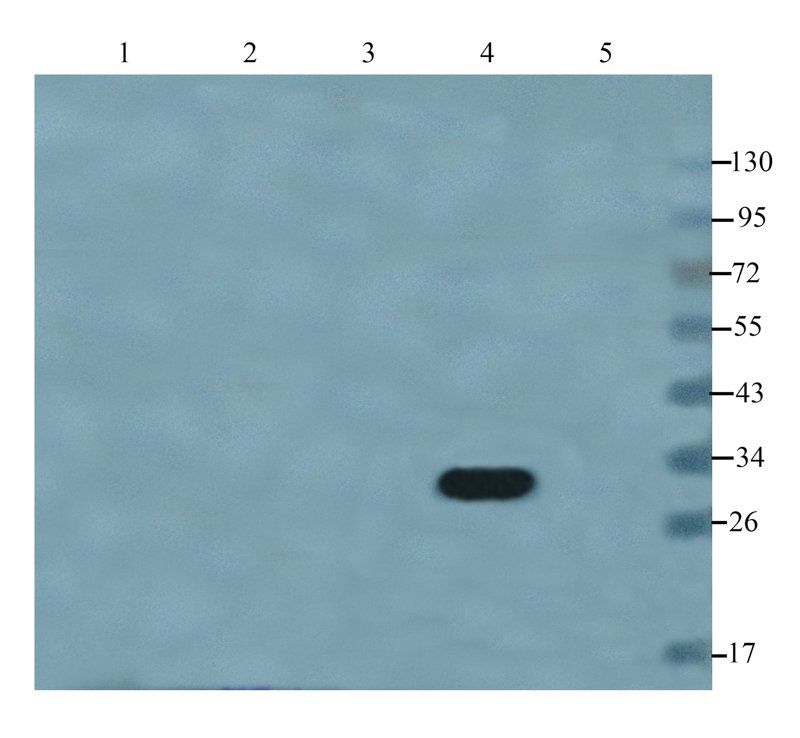 Filaggrin antibody