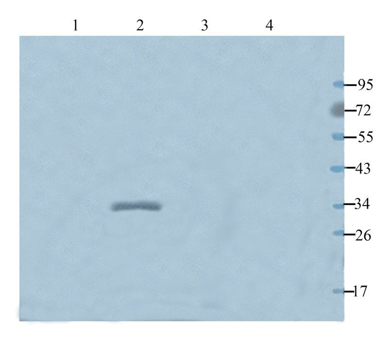 Filaggrin antibody