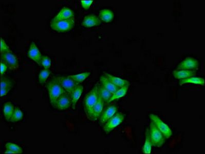 FILIP1 Antibody