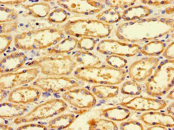 FIS1 Antibody