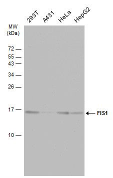 fission, mitochondrial 1 Antibody