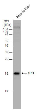 fission, mitochondrial 1 Antibody