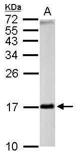 fission, mitochondrial 1 Antibody