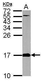 fission, mitochondrial 1 Antibody