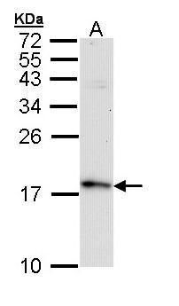 fission, mitochondrial 1 Antibody