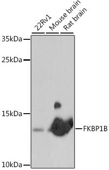 FKBP1B antibody