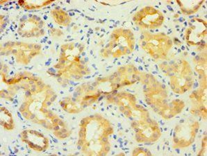 FKBP4 Antibody