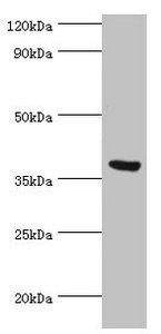 FKBP4 Antibody