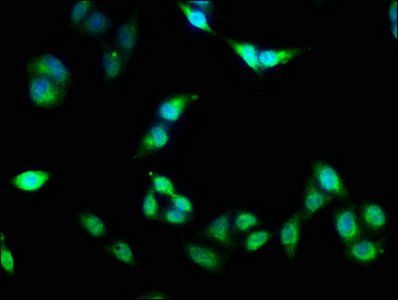 FKBP4 Antibody