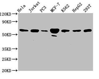 FKBP4 Antibody