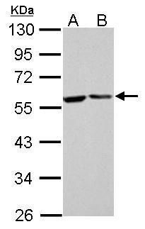 FKBP prolyl isomerase 4 Antibody