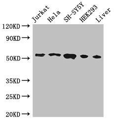 FKBP8 antibody