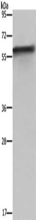 FKBP8 Antibody