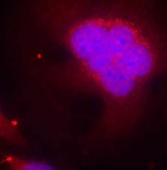 FKHR (Ab-256) Antibody