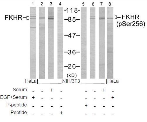 FKHR (Phospho-Ser256) Antibody