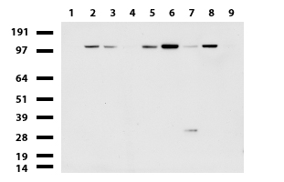 KLF11 Antibody