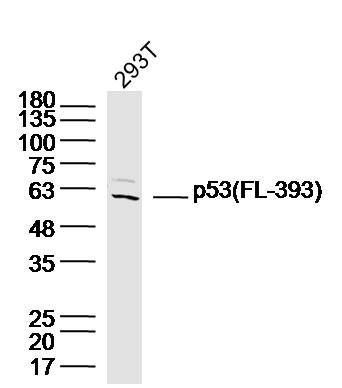 FL 393 antibody