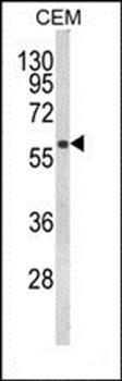 FLCN antibody