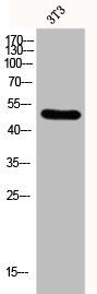 FLI1 Antibody