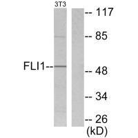 FLI1 Antibody