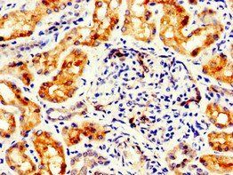 FLI1 Antibody