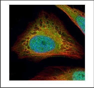 Flightless I antibody [N3C1], Internal